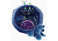 HQL制药、常州隆赛和上海不朽情缘mg官网将共同研新型抗癌药物