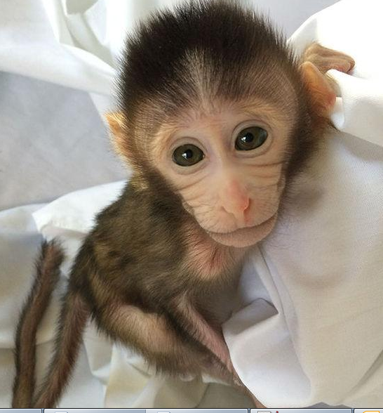 转基因猴成攻克自闭症利剑，首个非人灵长类自闭症模型建立