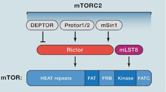 mTORC2的组成蛋白主要有Rictor、mSin1、mSLT8和Protor等