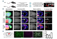 减肥药瞄准新靶点，强效减肥药即将来袭？