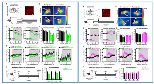 对神经元的激活会减少棕色脂肪产能，减少身体活动，从而抑制能量的消耗；相反，抑制神经元会提高能量的消耗。