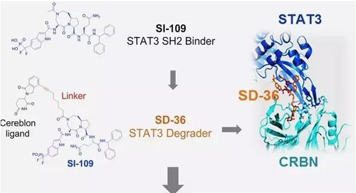 结构优化得到的SH2结合分子SI-109与CRBN结合，得到SD-36