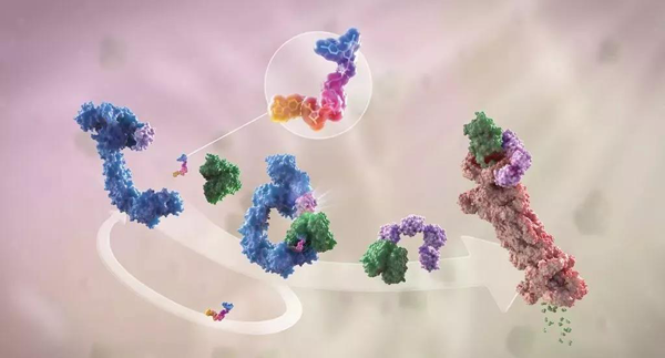 蛋白降解剂（多色）结合了1个靶蛋白（绿色）和1个E3泛素连接酶（蓝色），驱动基于蛋白酶体（橙色）的靶蛋白泛素化（紫色）和降解。