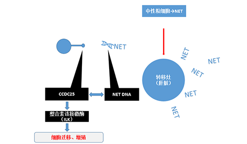 除了单纯的捕获，NET DNA与CCDC-25的结合还增强了癌细胞的侵袭行为，促进了癌症的肝转移。