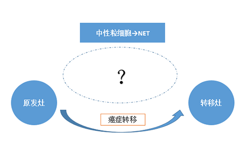 NET可能会通过某些方式“捕获”或“唤醒”癌细胞，从而造成癌细胞的迁移。