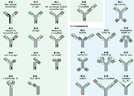 【云回顾】理论、法规、实践，三位一体讲解双抗的生物分析