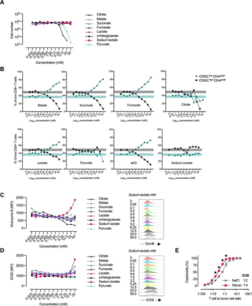 中央碳代谢物会改变CD8 + T细胞效应子的分布（来源：e Life）