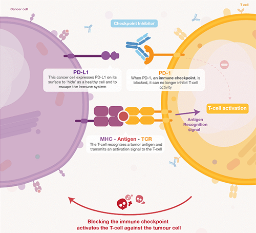 饿了吗？饿一饿原来可以辅助PD-1抑制剂肿瘤免疫治疗 