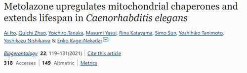 来自日本大阪市立大学的科学家搜索了现有药物的化学“文库”，他们发现一种名为美托拉宗的抗高血压药可延长秀丽隐杆线虫的寿命，标志着抗衰老药物开发的第一步