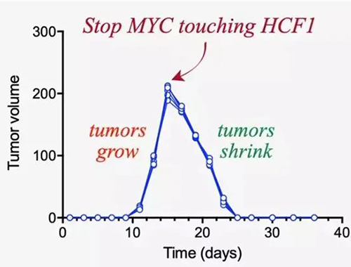 可以“融化”肿瘤的蛋白质，你一定没有听说过！