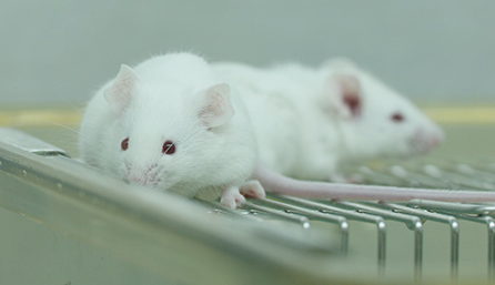 不朽情缘mg官网临床前研究-药效学、药代动力学和临床前研究服务