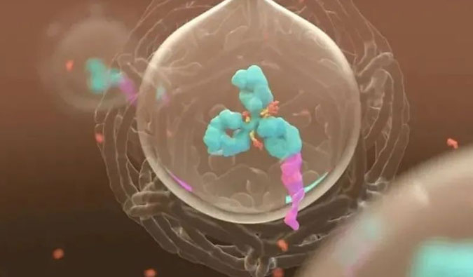 美研 | ADC，为靶向给药而精准深耕