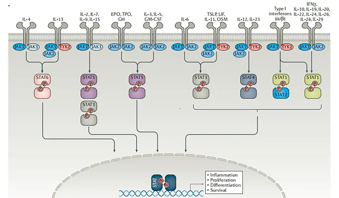 精准建模，把握解开自身免疫性疾病治疗研究的钥匙