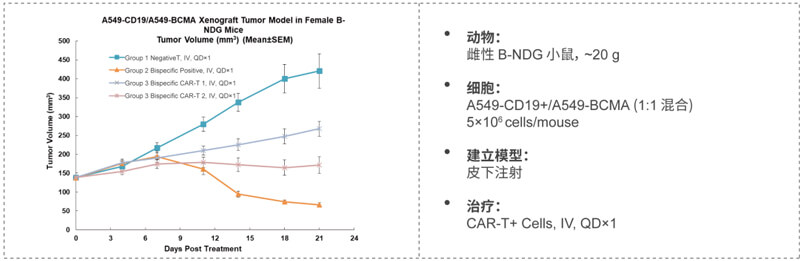 双特异性CAR-T药效研究：CD19-BCMA.jpg