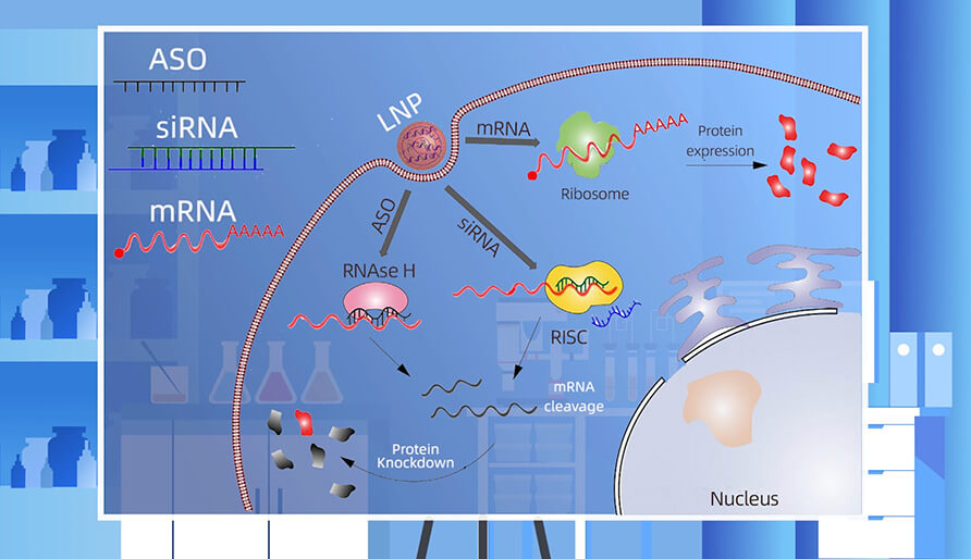 核酸药物的作用机制主要有哪些？