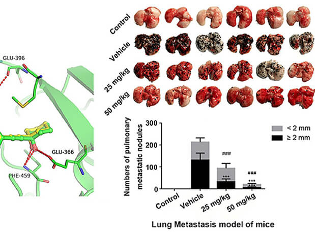 研究用于肺癌和黑色素瘤细胞肺转移的选择性PAK4抑制剂的合成，此选择性PAK4抑制剂的PK研究通过不朽情缘mg官网进行