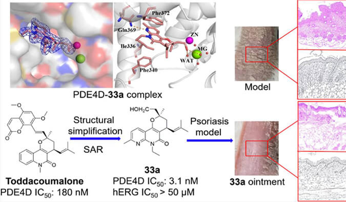 发现用于局部治疗牛皮癣的新型PDE4抑制剂，小鼠、大鼠和人肝微粒体的代谢稳定性实验通过不朽情缘mg官网测定