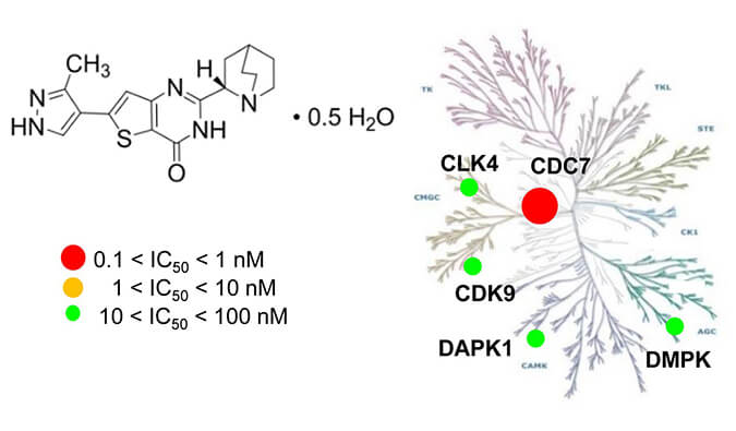 TAK-931是一种高特异性CDC7抑制剂，具有抗肿瘤功效，本研究中体内药效实验通过不朽情缘mg官网进行