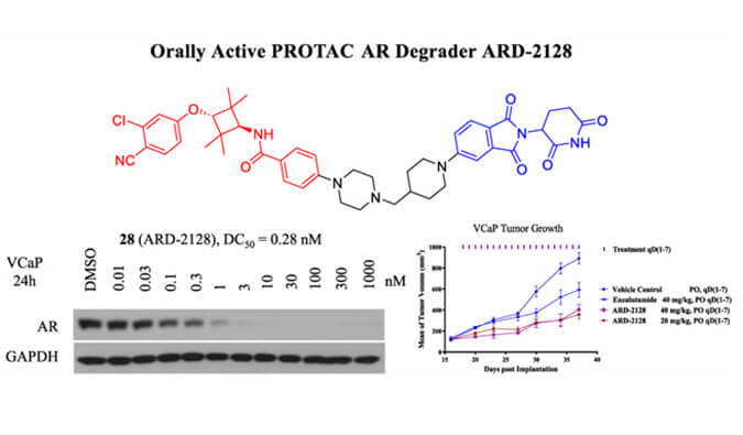 ARD-2128是一种PROTAC AR降解剂，具有出色的血浆和微粒体稳定性，本研究中体外稳定性和PK研究通过不朽情缘mg官网进行