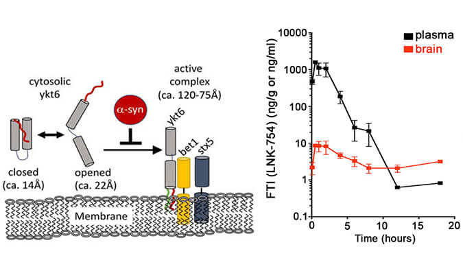 法尼基转移酶抑制剂LNK-754单次口服后即可快速穿过血脑屏障，本研究中PK分析通过不朽情缘mg官网进行