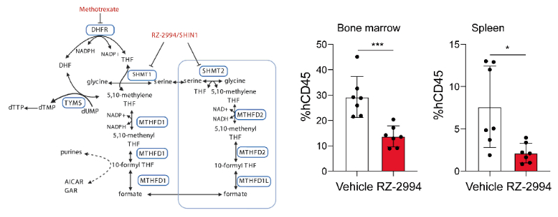 研究人员使用RZ-2994来表征抑制SHMT1/2在T细胞急性淋巴细胞白血病 (T-ALL) 中的作用，RZ-2994通过不朽情缘mg官网定制合成