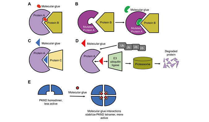 靶向蛋白降解系列（三）：分子胶，挑战不可成药