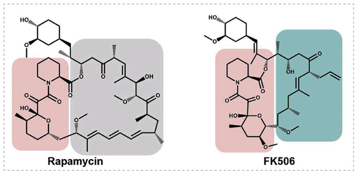 5-雷帕霉素、FK506-诱导的-FKBP-蛋白质相互作用.jpg