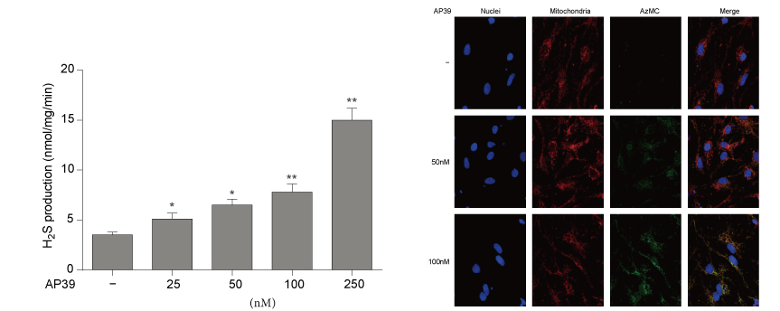 AP39是一种新合成的线粒体靶向的H2S供体，本研究中AP39通过不朽情缘mg官网设计和合成