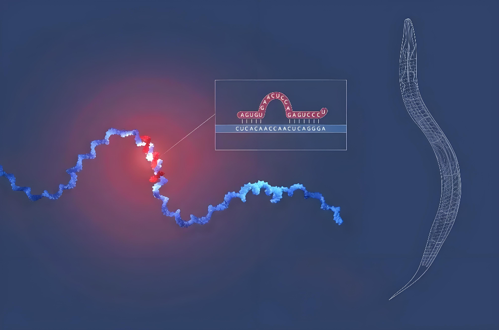 miRNA成诺贝尔奖明星分子，不朽情缘mg官网正全速赋能核酸药物研发
