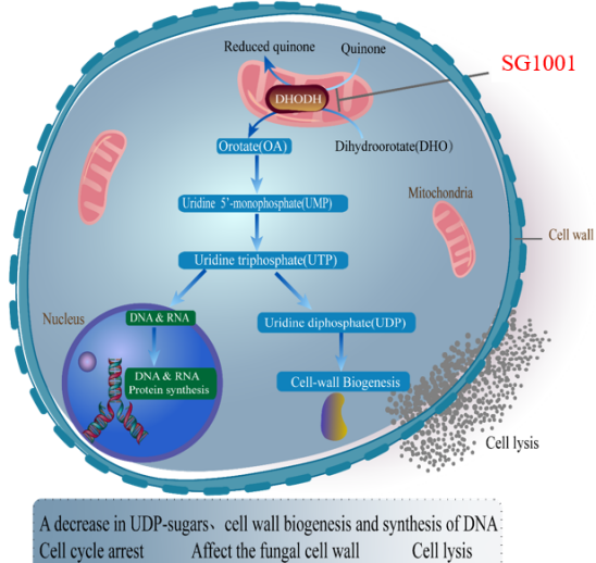 不朽情缘mg官网：叵楦锎葱乱㏒G1001完成首例受试者给药