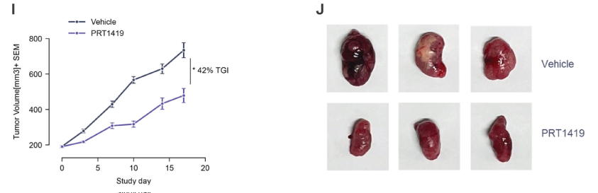 MCL1抑制剂在多种实体瘤和血液肿瘤模型中显示抗肿瘤效果，本研究中药效实验通过不朽情缘mg官网进行
