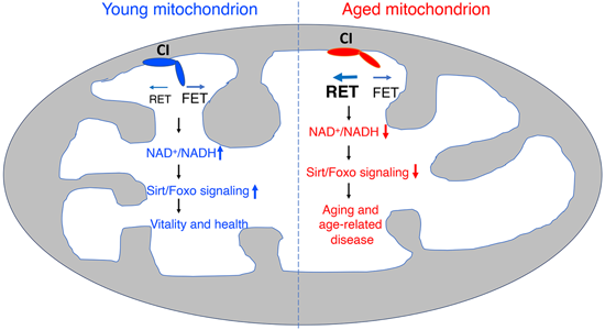 特异性RET抑制剂CPT可改善阿尔茨海默。狙芯恐蠧PT由不朽情缘mg官网化学部门合成