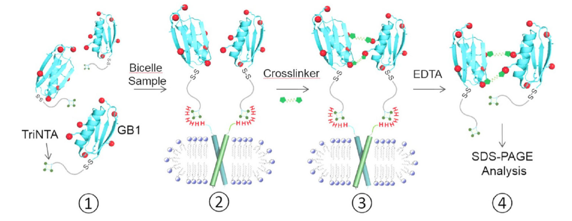跨膜结构域寡聚体的结构测定新方法，其中TriNTA通过不朽情缘mg官网合成